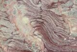 Polished Neoproterozoic Stromatolite (Conophyton) - Morocco #365847-1
